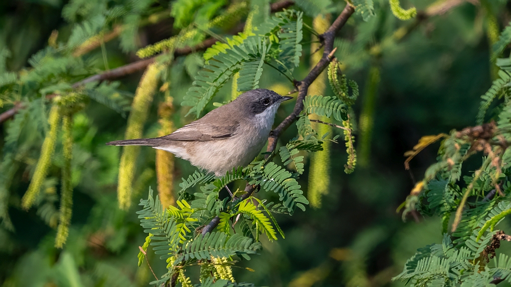 Lesser Whitethroat 